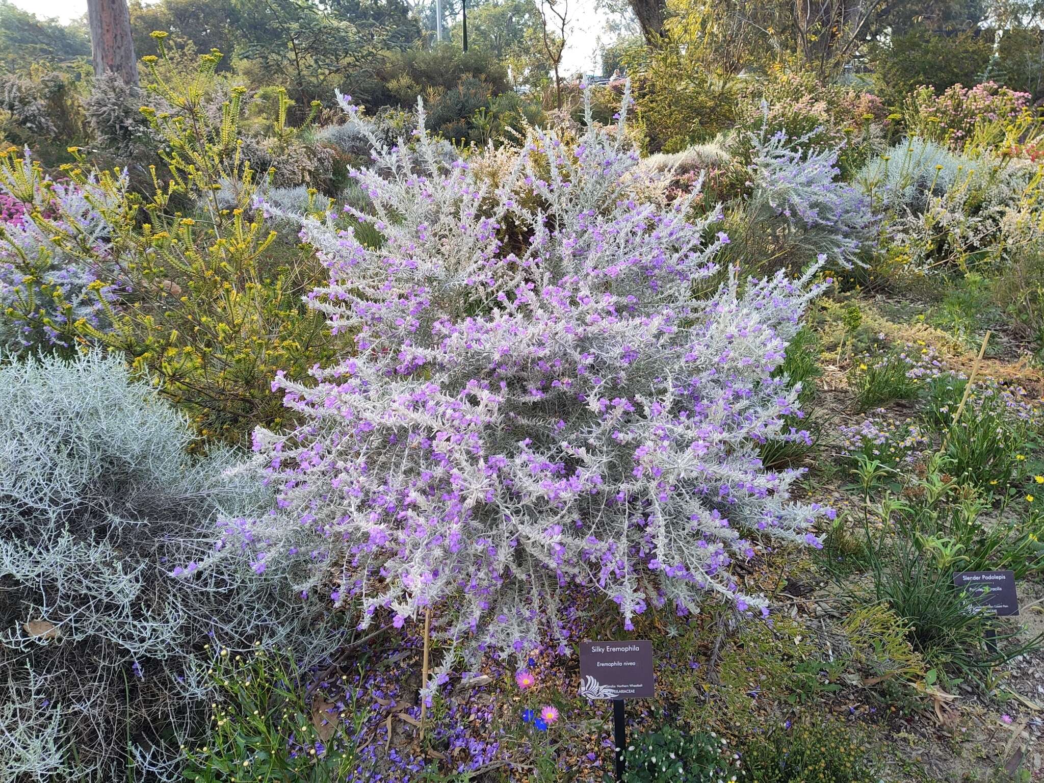 Imagem de Eremophila nivea R. J. Chinnock