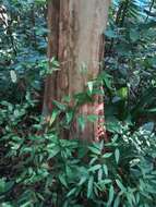 Image of Peruvian almond