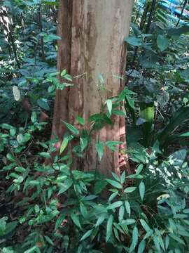 Image de Terminalia oblonga (Ruiz & Pav.) Steud.