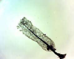 Image of Stemonitopsis amoena