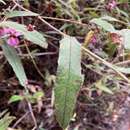 Image of Thomasia pauciflora Lindl.