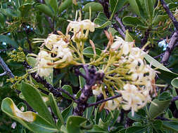 صورة Pavetta gardeniifolia var. subtomentosa K. Schum.