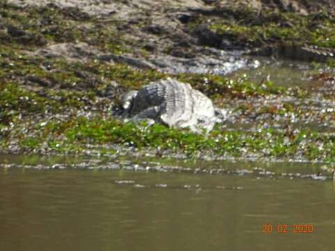 Image of West African crocodile