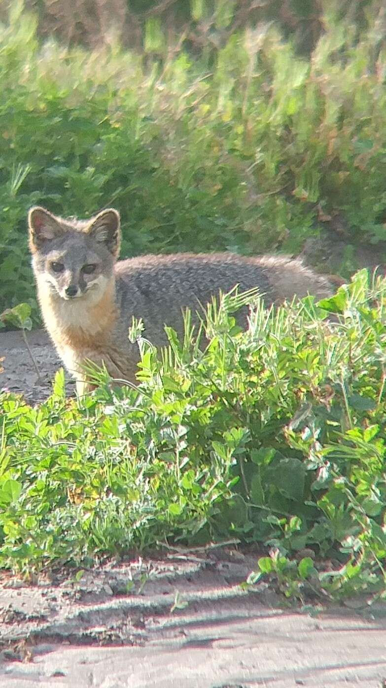 Image of California Channel Island Fox