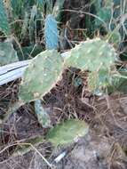Image of French Prickle Cactus