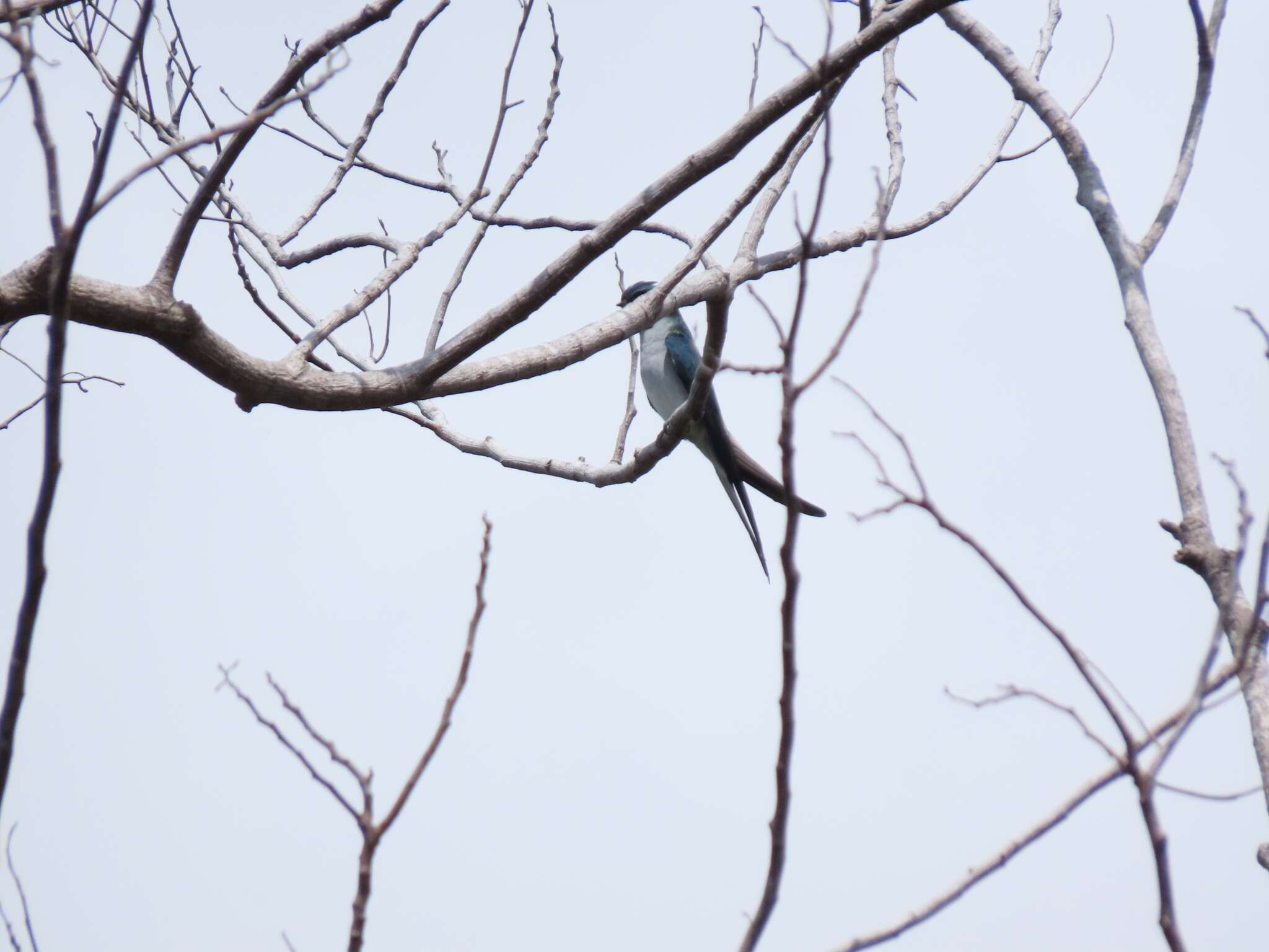 Image of Grey-rumped Treeswift