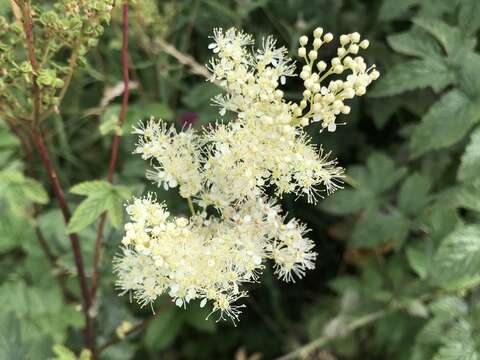 Image of Meadowsweet