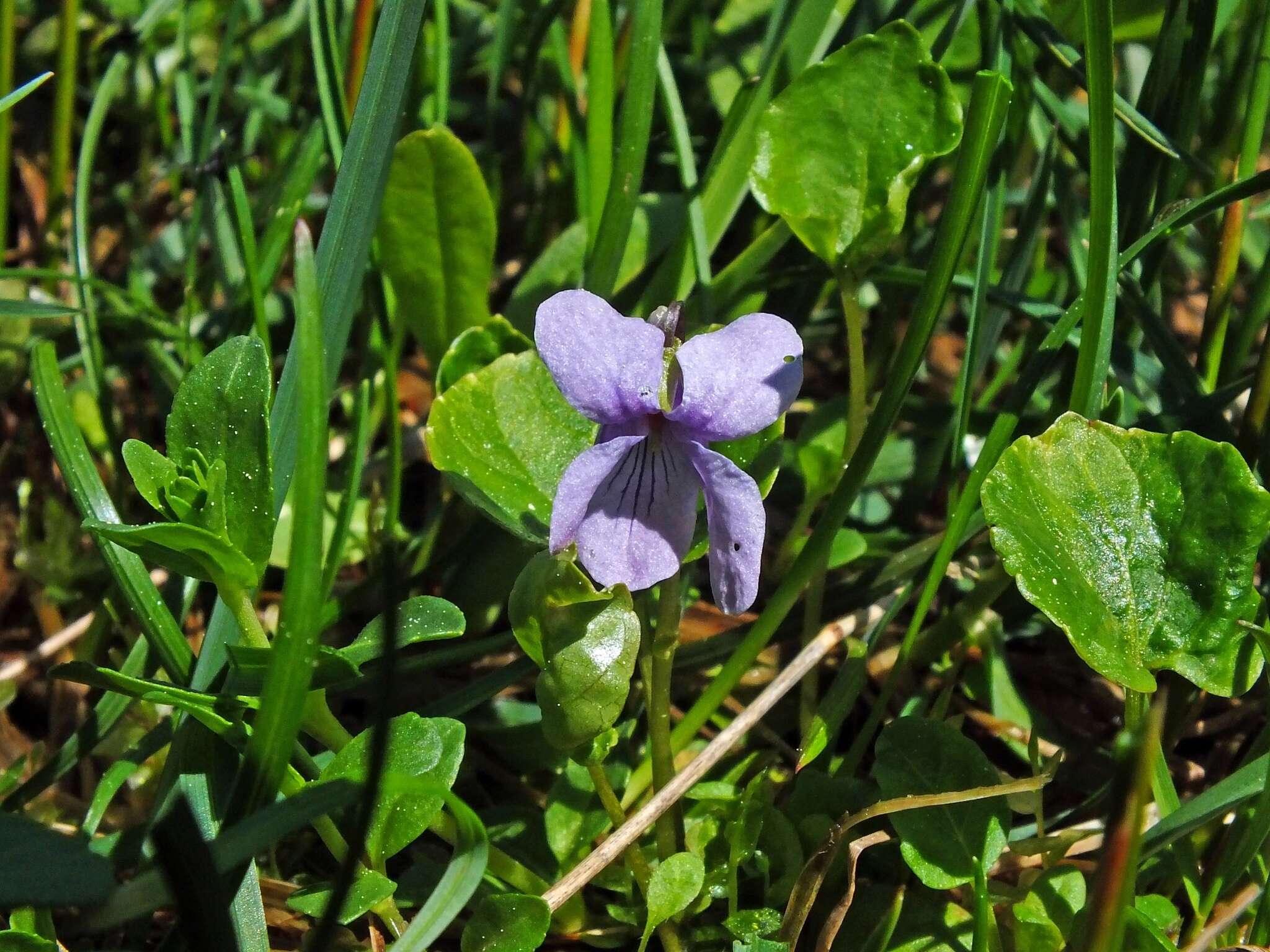 Image of dwarf marsh violet