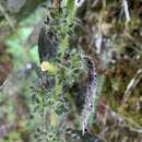 Image of Columnea spathulata Mansf.