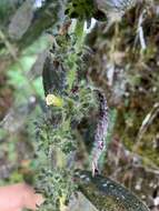 Image of Columnea spathulata Mansf.