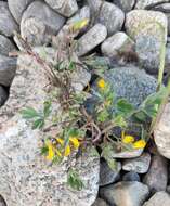 Image de Corydalis impatiens (Pall.) Fisch. ex DC.