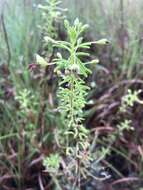 Image of large clammyweed