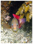 Image of Darkstriped dottyback