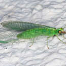 Image of Green lacewing