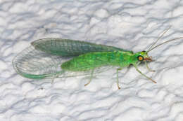 Image of Green lacewing