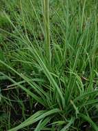 Image of Kniphofia ensifolia subsp. ensifolia