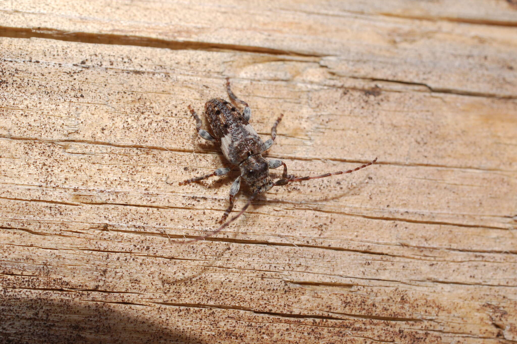 Image of Pogonocherus fasciculatus (Degeer 1775)