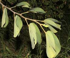 Image of Pink bauhinia