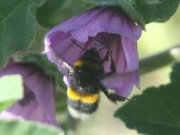 Image of Buff-tailed bumblebee