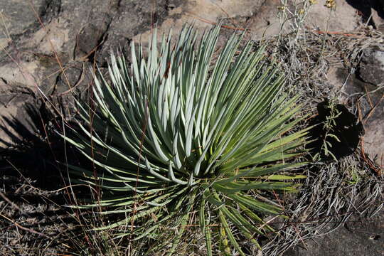 Image of Agave rzedowskiana P. Carrillo, Vega & R. Delgad.