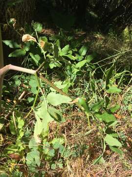 Image of California angelica