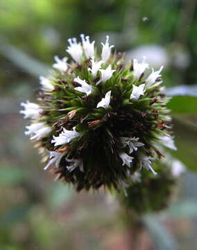 Image of yerba de plata