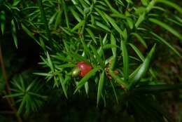 Podocarpus acutifolius Kirk resmi