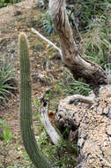 Plancia ëd Cleistocactus parviflorus (K. Schum.) Rol.-Goss.