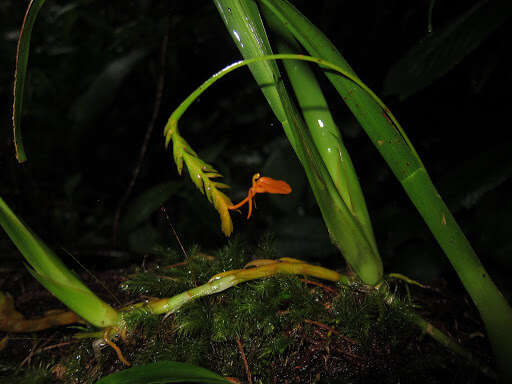 Image of Stichorkis compressa (Blume) J. J. Wood