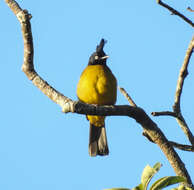 Image of Black-crested Bulbul