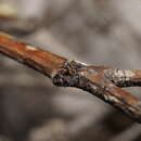 Image of Maratus linnaei Waldock 2008