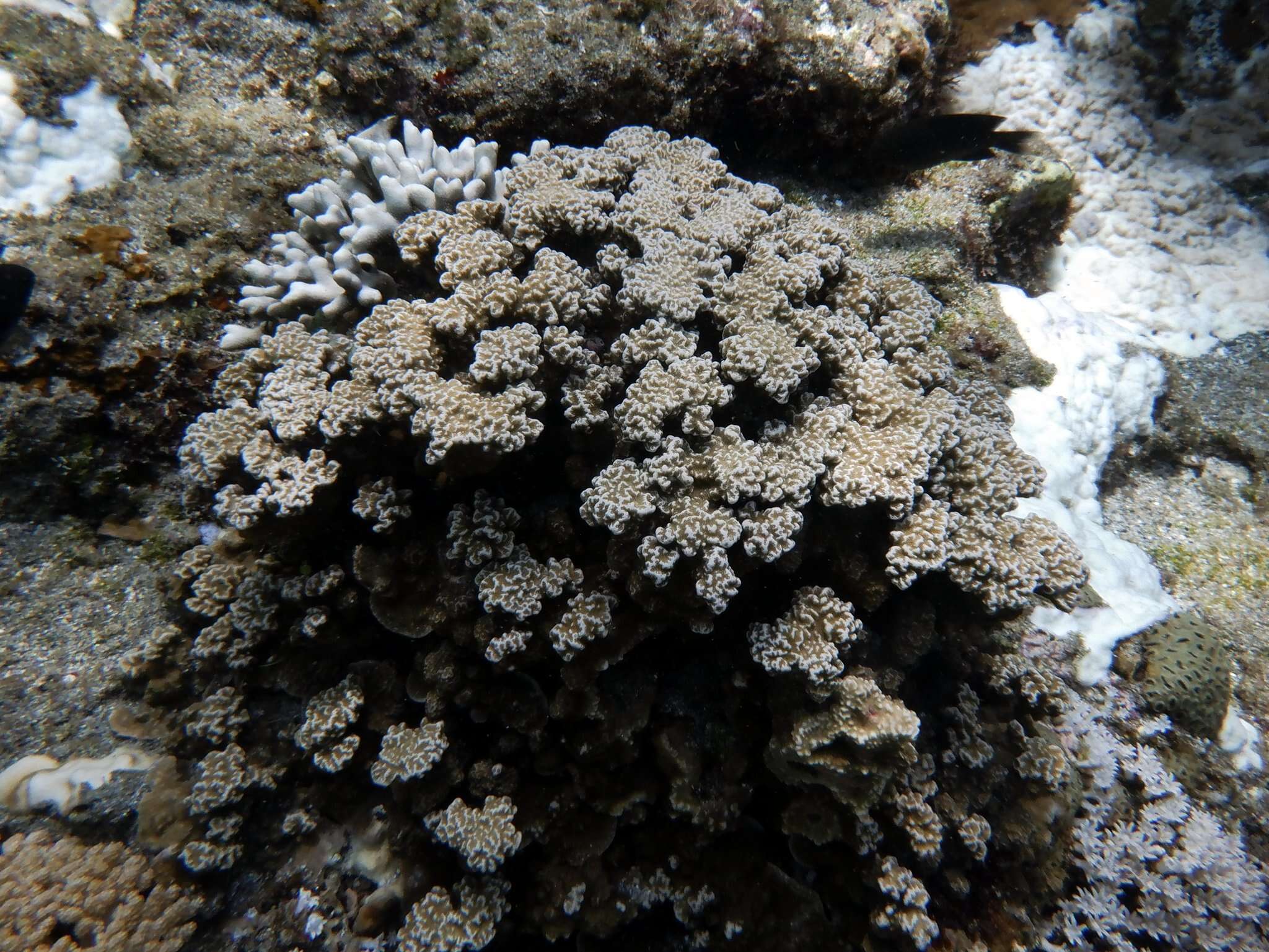 Image of Column coral