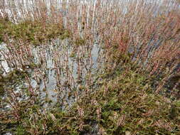 Image de Hippuris lanceolata Retz.