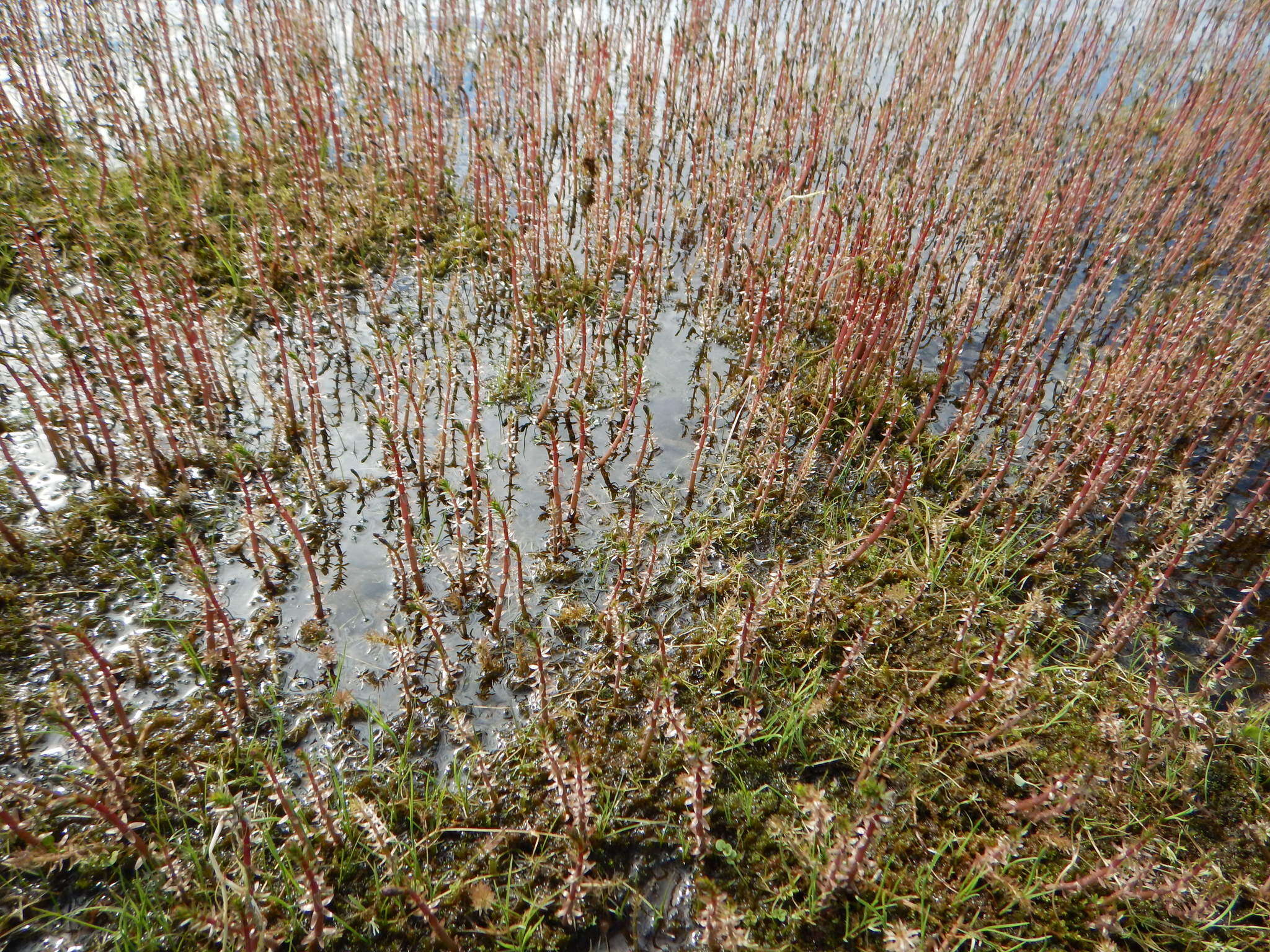 Image de Hippuris lanceolata Retz.