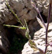 Image de Arabis nova Vill.