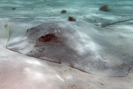 Image of Australian whipray