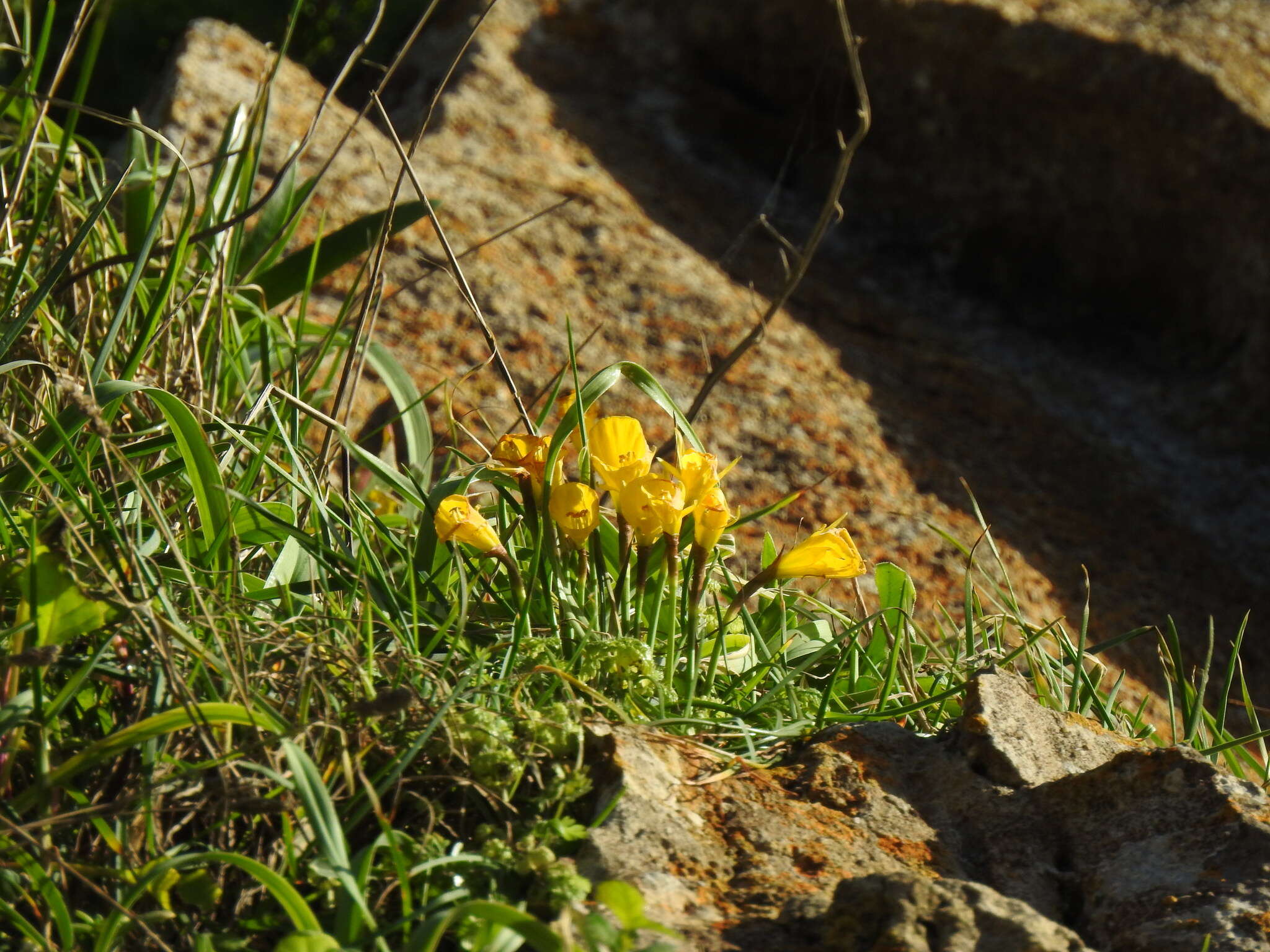 Image of Narcissus bulbocodium subsp. bulbocodium