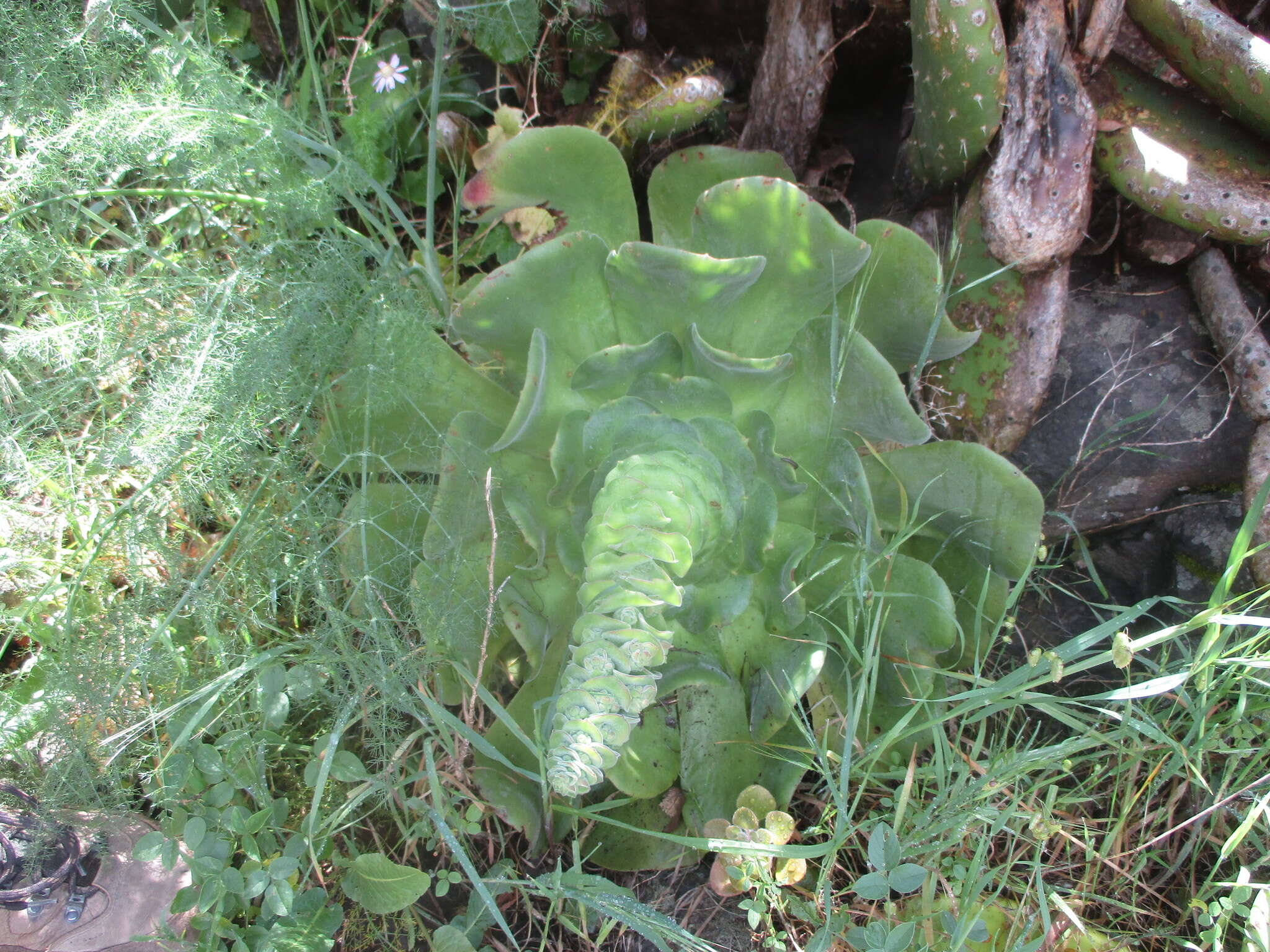 Image of Aeonium canariense (L.) Webb & Berth.