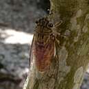 Plancia ëd Platylomia amicta (Distant 1889)