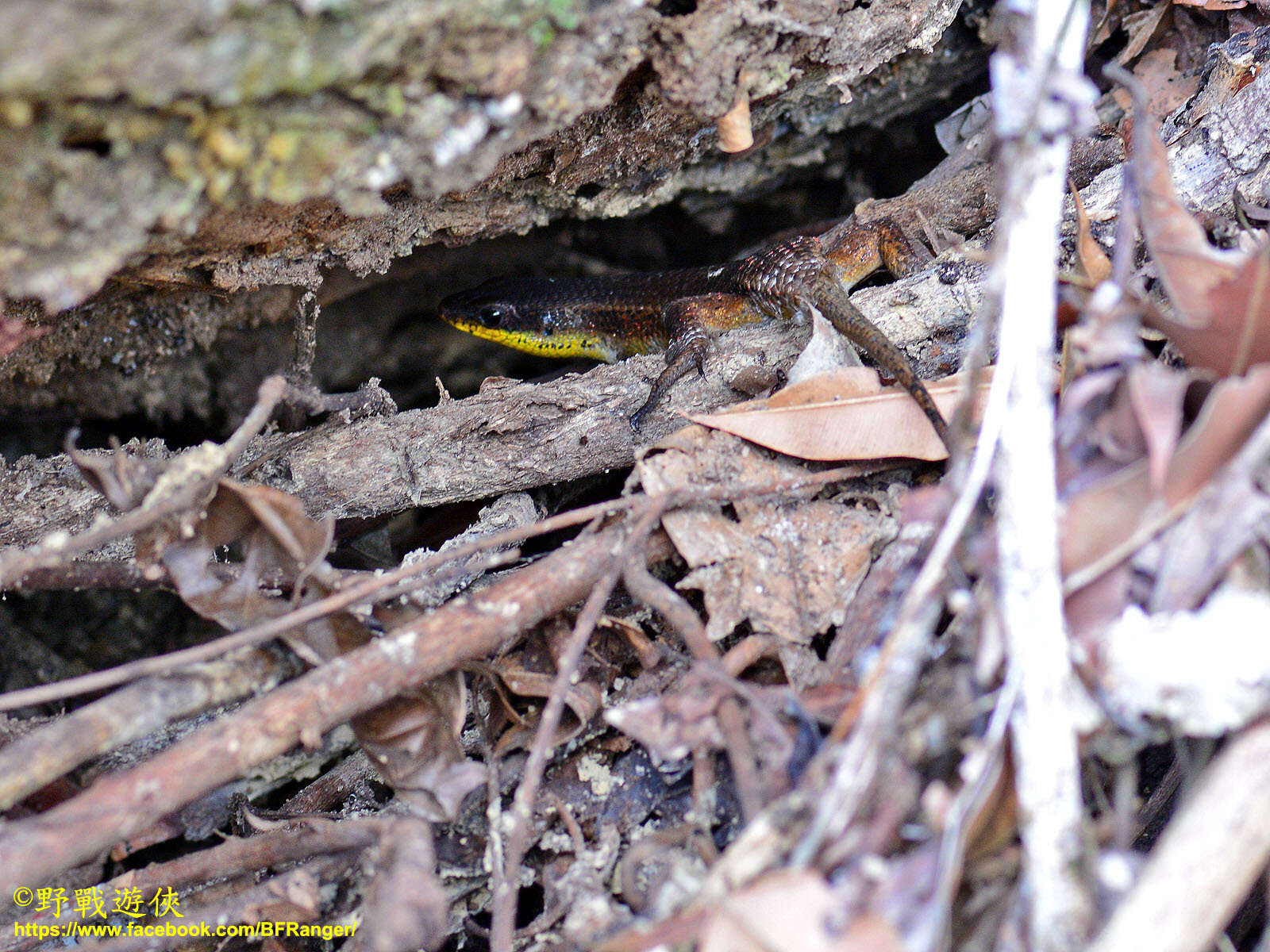 Imagem de Eutropis rudis (Boulenger 1887)