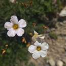 Image of Linum corymbiferum Desf.