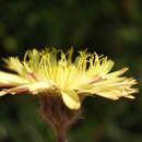 Image of Pilosella pseudopilosella (Ten.) Sojak
