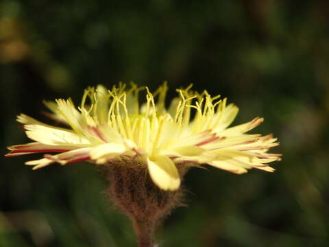 صورة Pilosella pseudopilosella (Ten.) Sojak