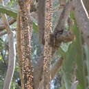 Image of Ceroplastes albolineatus