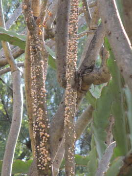 Image de Ceroplastes albolineatus