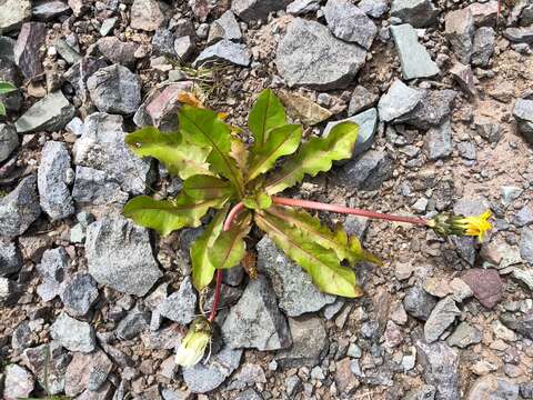 Image of Horned Dandelion