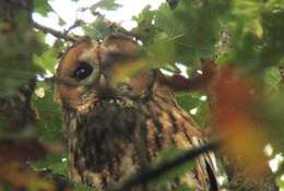 Image of Strix aluco sylvatica Shaw 1809