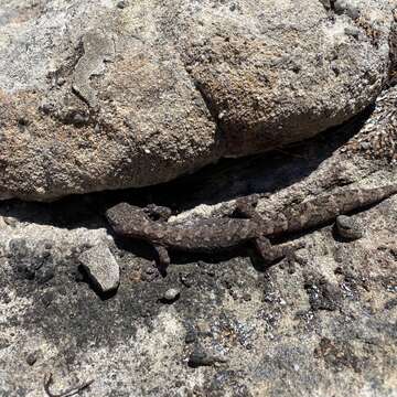 Image of Lesueur's Gecko