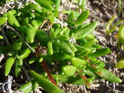 Image of Tetragonia fruticosa L.