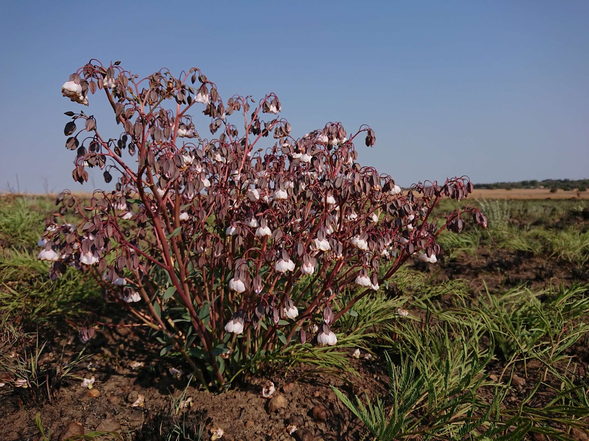 Image of Trichodesma physaloides (Fenzl) A. DC.